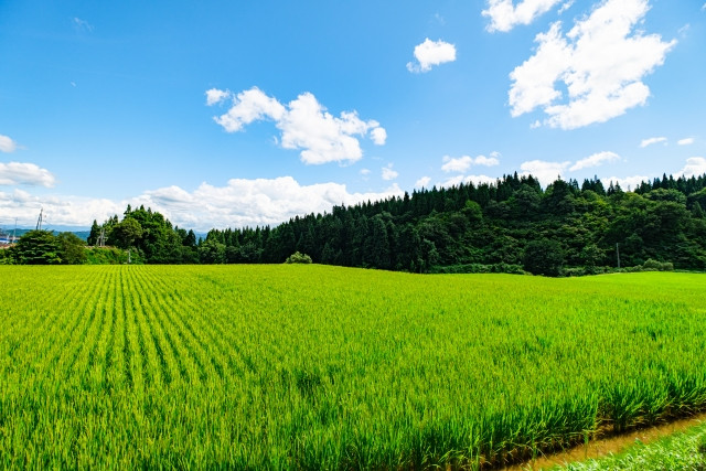 米作りを行う田んぼの条件を教えてほしいです