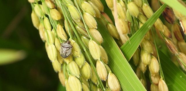 隣の耕作放棄地にヒエとカメムシが大量発生!すぐに草を刈り取るべきですか?