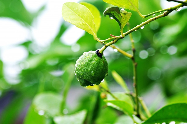 レモン栽培の水管理について知りたい