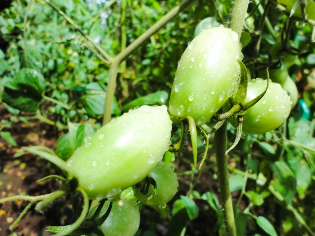 ミニトマトのアイコを栽培していますが、適切な灌水量がわかりません