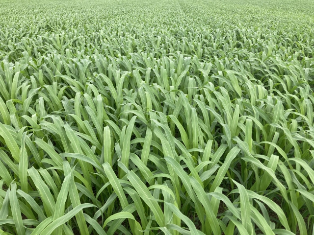 ソルガムは害虫が畑に侵入するのを防いでくれますか？