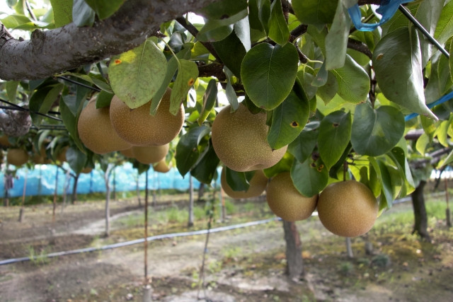 梨はどう栽培を始めるべき？基本的な栽培方法から注意点まで知りたいです