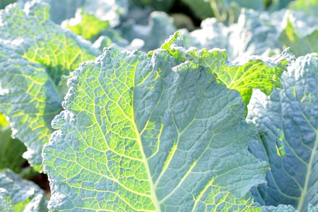 軟腐病（なんぷびょう）の症状と原因を教えてください