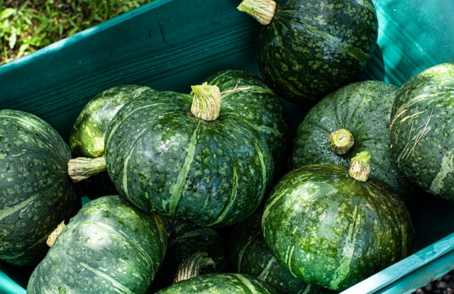 道の駅と飲食店では需要が違いますよね。かぼちゃの販売価格はどう決めるべき？
