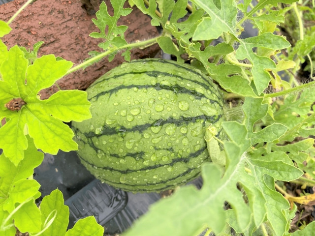 スイカを切らずに収穫適期を判断する方法を教えて