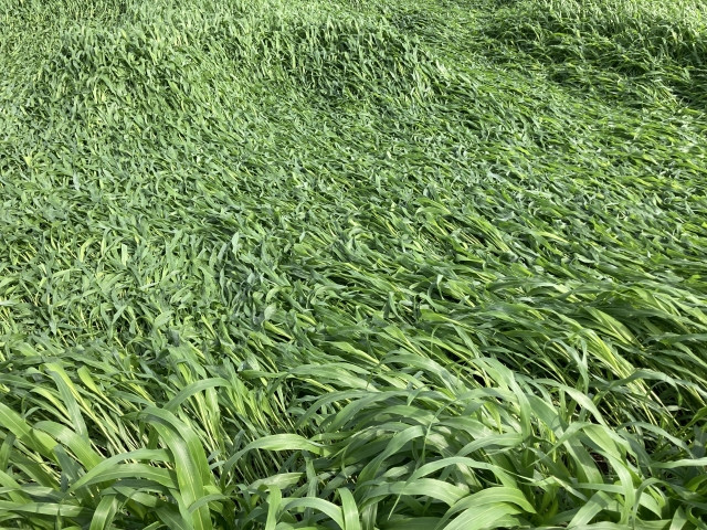 緑肥をリビングマルチとして使いたいので、倒すタイミングやコツが知りたい