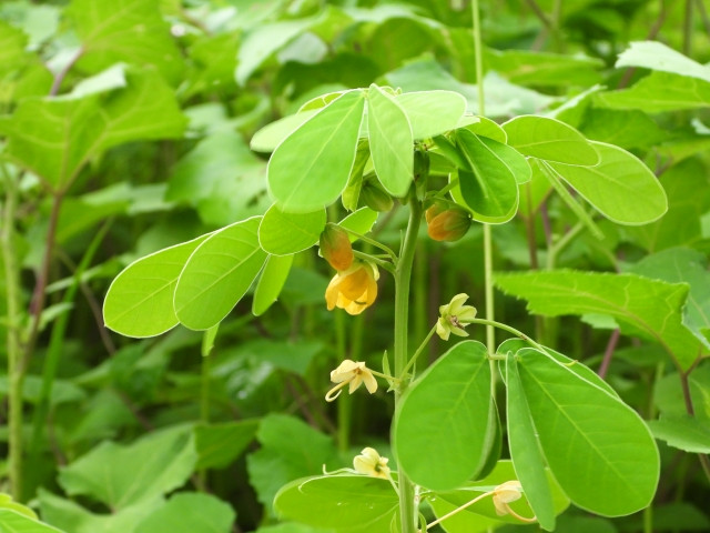 甘味が強い国内産の落花生であることを宣伝したいです!注意すべき点は?