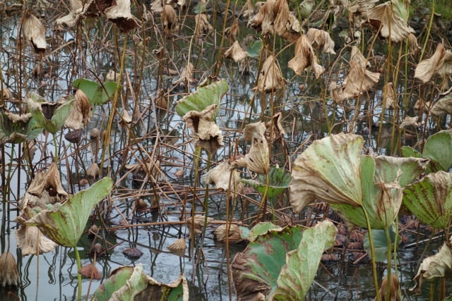 レンコンがかかりやすい病害虫の種類と対策を教えて