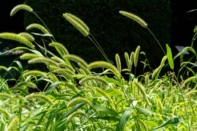 どうやって皮膚からワックスを取り除きますか?