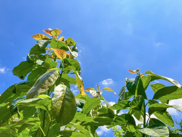 アボカド栽培に適した気温はどれくらいですか？