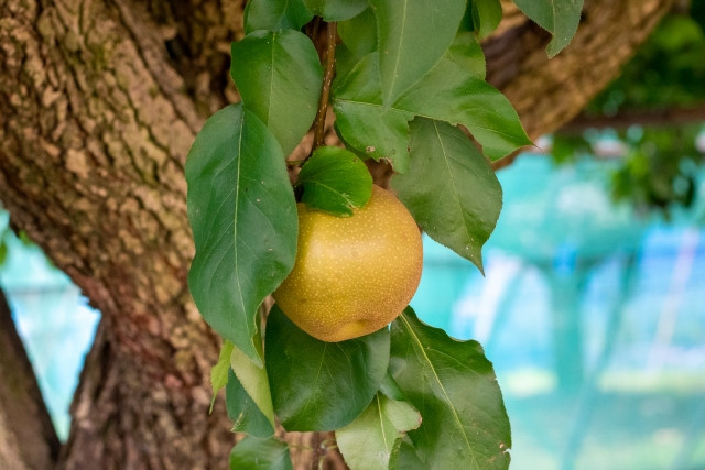 梨が胴枯病に。どう見極めてどう防ぐ？症状や対策を教えて