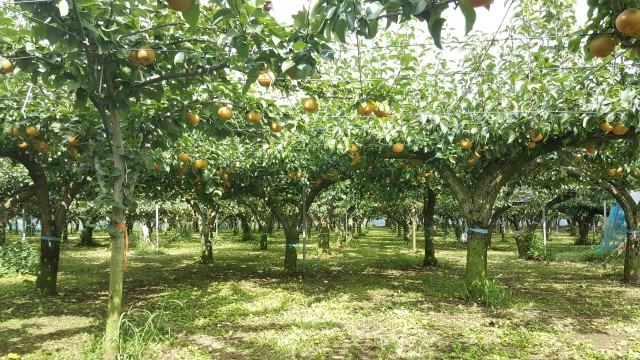 うちでも育てられますか?梨栽培の適地を教えてください