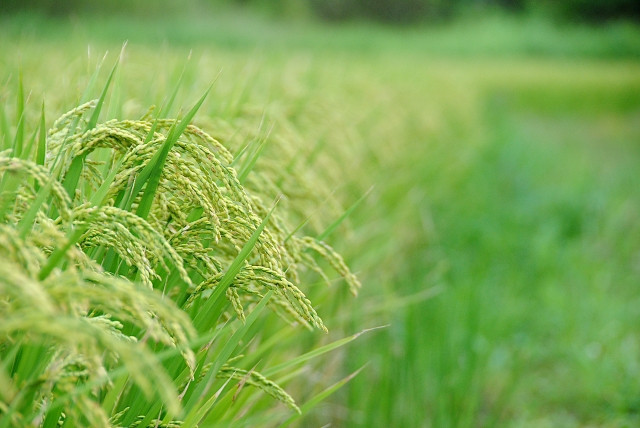 稲にいもち病が発生しました。対処法について教えてください