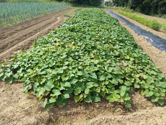 寒冷地でも苗が伸長するサツマイモの品種を教えてください