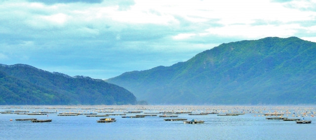 岩手県の定置網漁ではどんな魚が獲れる？漁港や特徴も教えてほしい