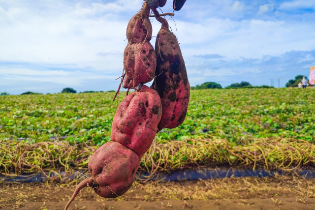 サツマイモの空中栽培とはどんな栽培方法？メリットは？
