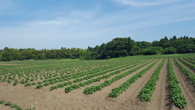 サツマイモを栽培する際に散布する肥料の効果とは?