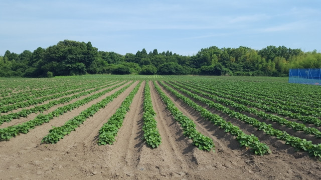 サツマイモ栽培時に土寄せをする意味を知りたい