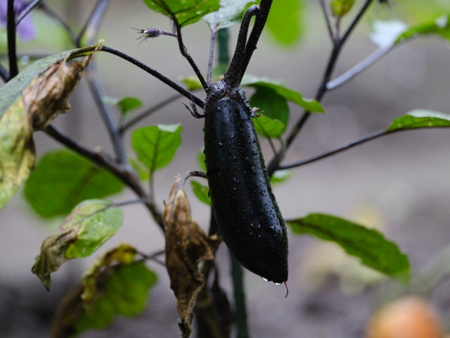 ナスを青枯病から守るためにはどのような方法があるのかを知りたい