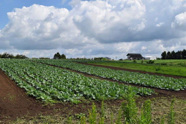 軟腐病（なんぷびょう）とは？原因や対処法を知っておきたいです