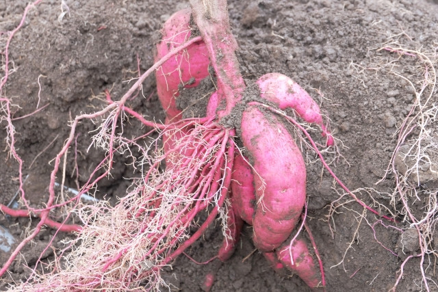 サツマイモの栽培は連作できると思っていましたが、品種によって異なるのでしょうか？