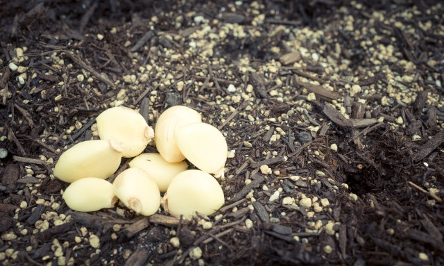 せっかく植え付けたにんにくが掘り返されていた。原因はカラス?どう対策すればいい?