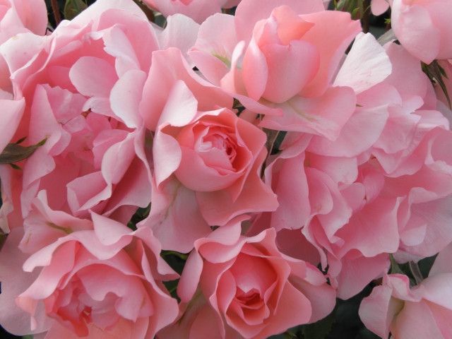 食用バラの糖度を10まで上げたい！苦味を減らして甘くする方法は？