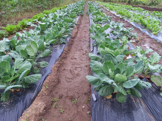 ブロッコリーを栽培していますが、ネコブセンチュウに困っています