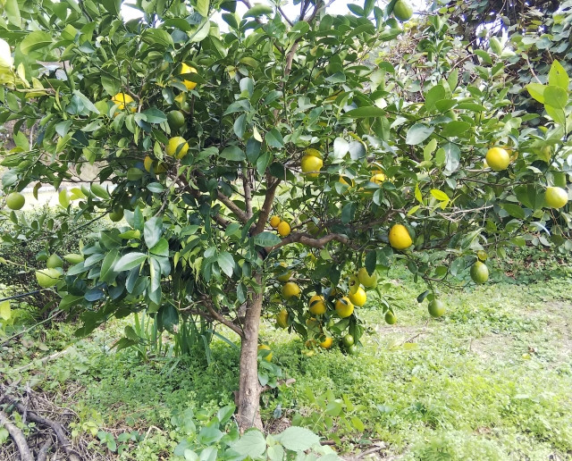 レモン栽培に向いた土地や土壌づくりの知識が浅くて困ってい