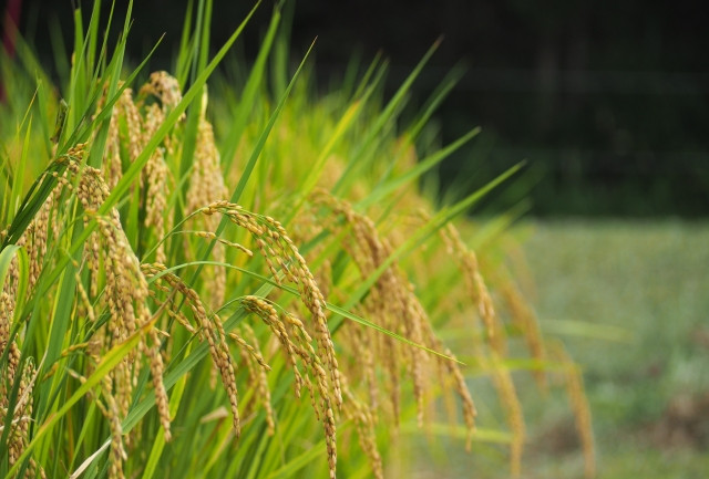 色彩選別機で心白米を判別する方法はありませんか？