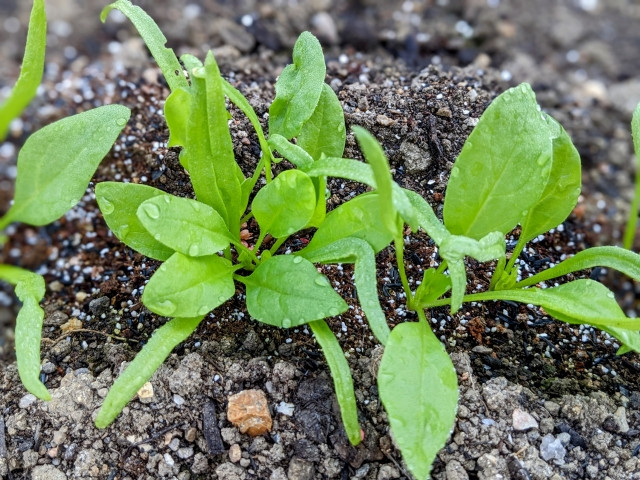 ほうれん草が発芽しないのはなぜ?上手に発芽させる管理方法は?