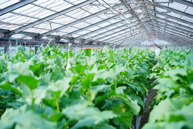 青枯病の診断方法について教えてください