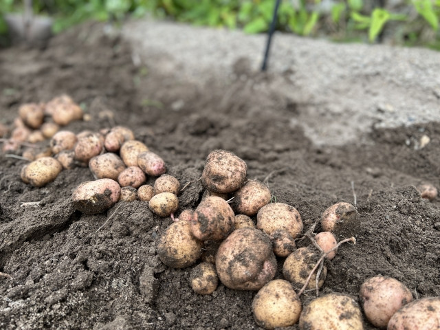 じゃがいも栽培で気をつけるべき、青枯病の対策方法を知教えてください