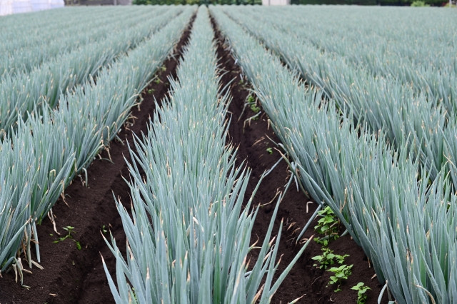 ネギが軟腐病になると、どのような症状が出るか知りたい