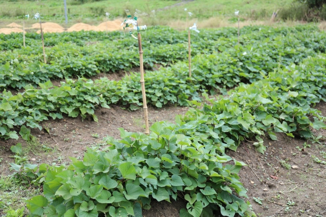 サツマイモ栽培での一条植えと二条植えのメリット・デメリットを教えてください