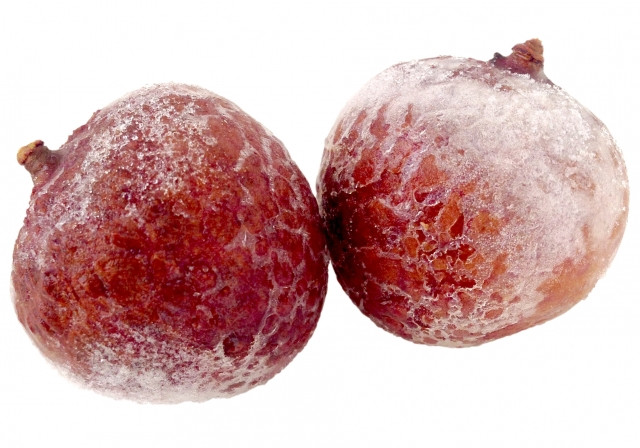 ライチ栽培の北限地域はどこまでですか？