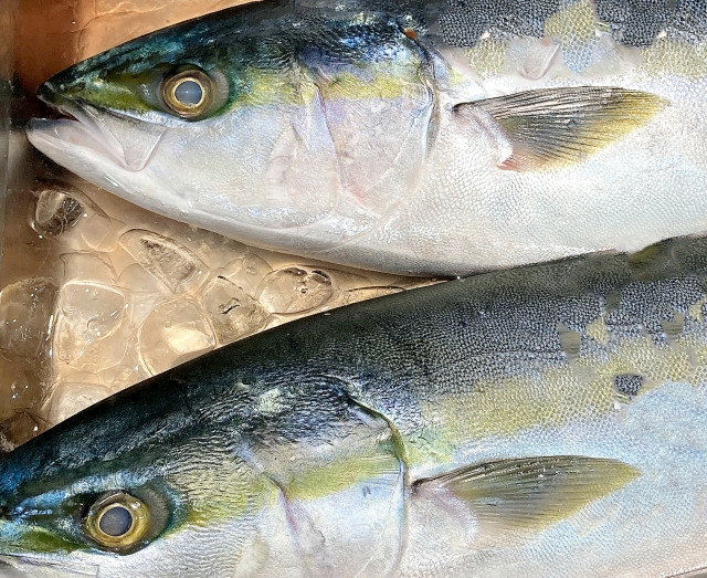 ブリの養殖で年数・年齢別に正しい育成方法を教えて