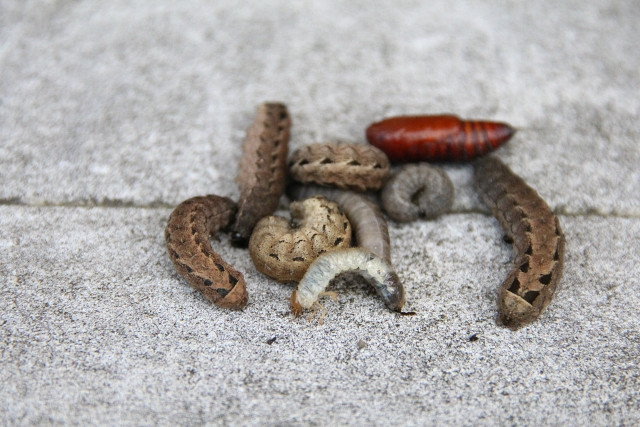 ヨトウやナガジロシタバなどの害虫発生に気づかなかった場合、どの農薬を使うべきですか？
