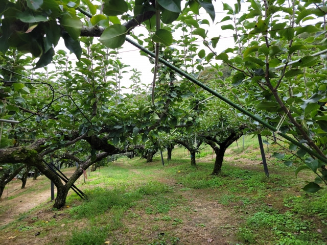 胴枯病に感染しないための予防や、罹患してしまった時はどう対策すべき?