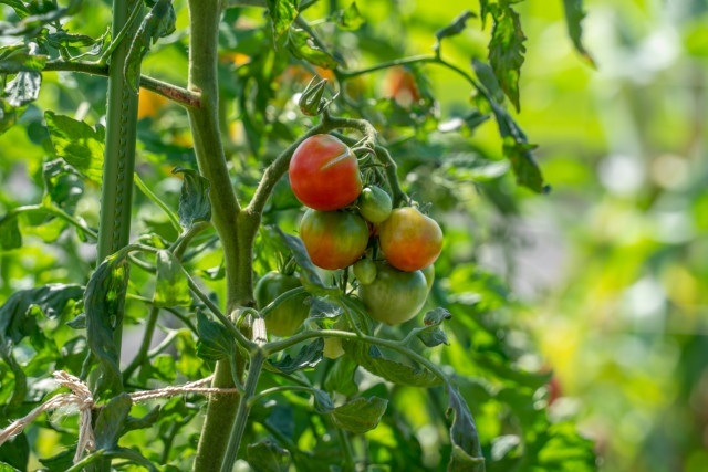 トマトが病害に!萎凋病?青枯病?見分け方を教えて