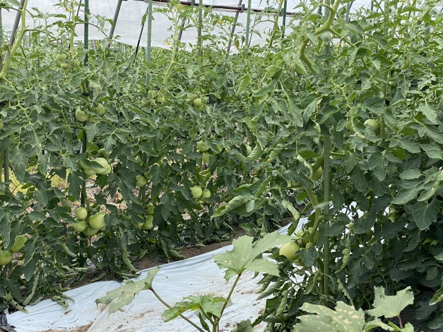 青枯病の見分け方が知りたいです。ほかの病害と間違えてしまいました