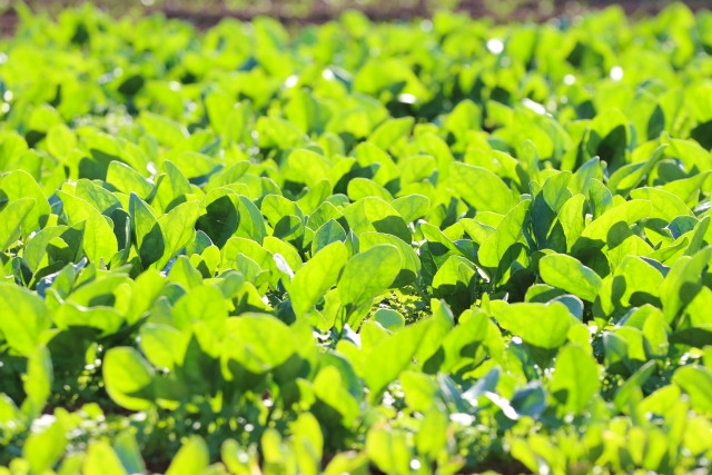 ほうれん草の栽培では追肥はいる?いらない?