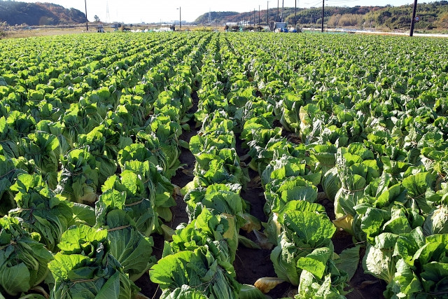 白菜の有機栽培をしていますが、効率的に青虫がいるか確認する方法は?