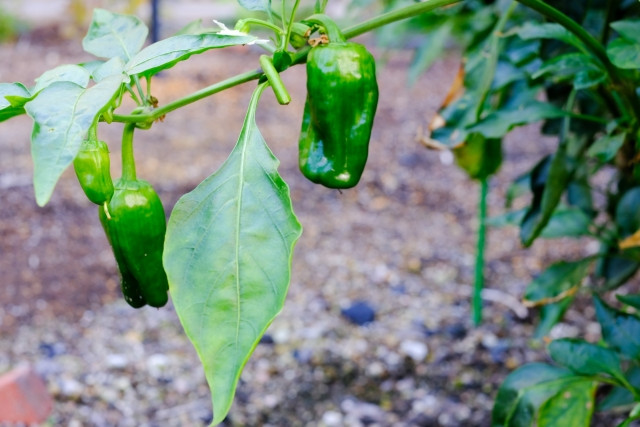 ピーマン栽培で石果が発生してしまった。考えられる原因と対策を教えて