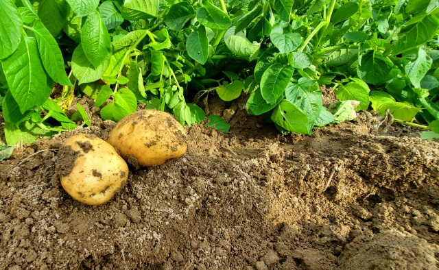じゃがいもの栽培を考えていますが粘土質の畑です。可能でしょうか？