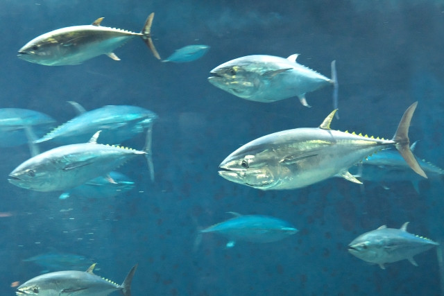 いつか養殖してみたいので、マグロ養殖の仕組みを教えてください