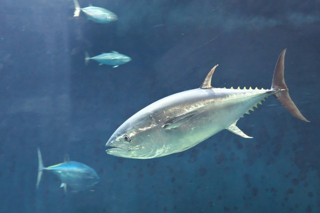 養殖マグロが育つまでに何年かかるのか教えてほしい