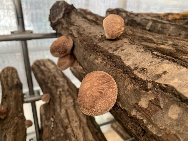 原木しいたけを差別化して売るための良い方法はありませんか？