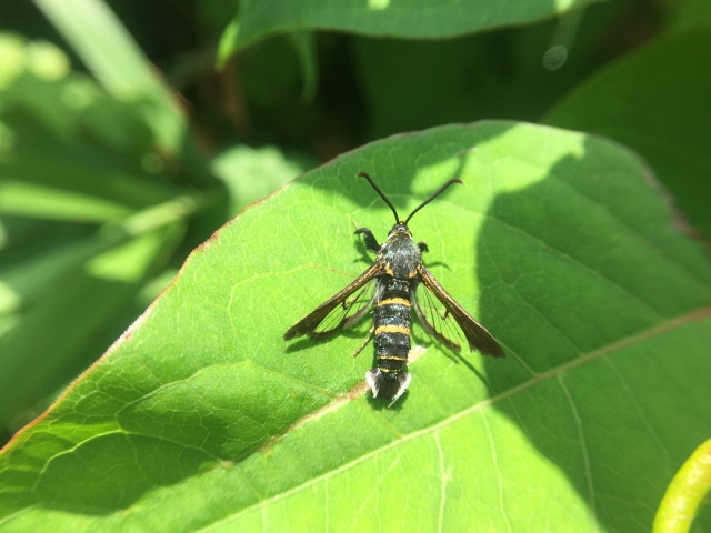 ぶどうの害虫クビアカスカシバの対策方法が知りたい