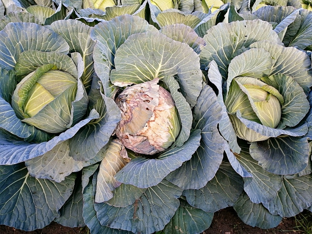 キャベツを菌核病から守りたい!対策する方法は?